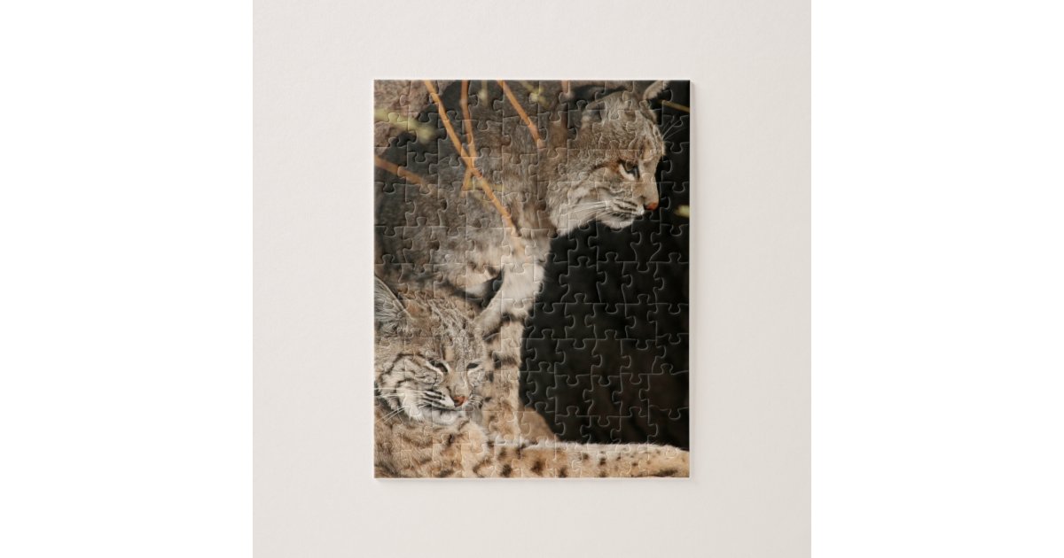 Bobcat Photo Puzzle | Zazzle