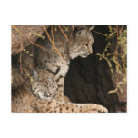 Bobcat Photos Postcard