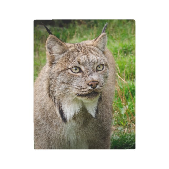 Bobcat Portrait Metal Print (Front)