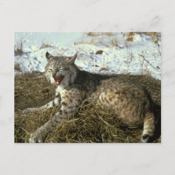 Bobcat Postcard by Photo_Fine_Art at Zazzle
