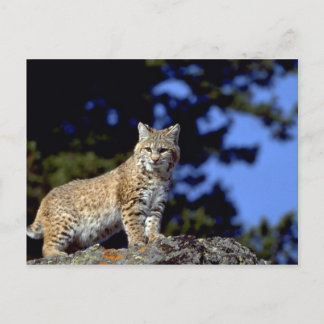 Bobcat Postcard