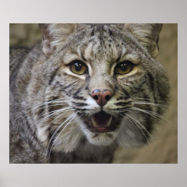 Bobcat Poster (Front)