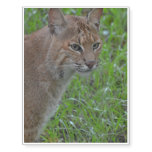 Bobcat Prowling Temporary Tattoos