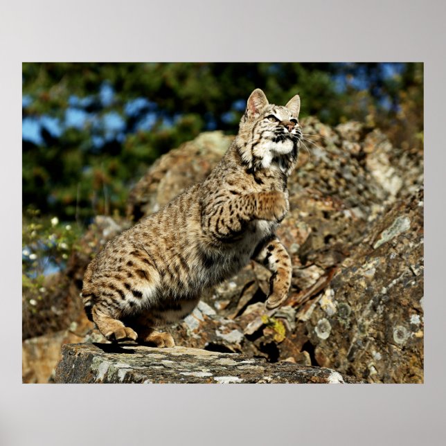 Bobcat - Ready to Pounce Poster (Front)