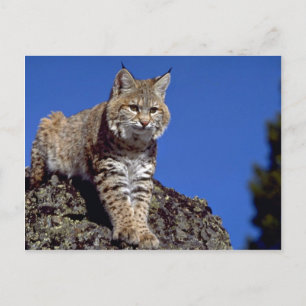 Bobcat skylined postcard