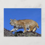 Bobcat skylined postcard