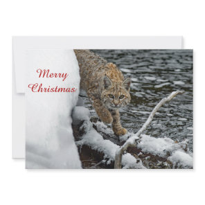 Bobcat Snow Water Photo Christmas Flat Holiday Card