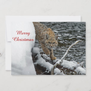 Bobcat Snow Water Photo Christmas Flat Holiday Card