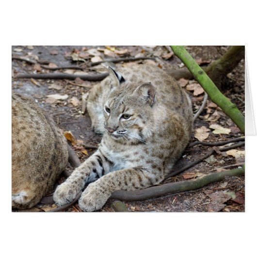 BobcatBCR017 (Front Horizontal)