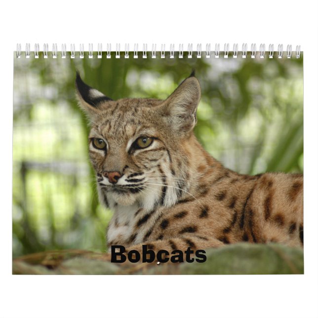 BobcatBCR032, Bobcats Calendar (Cover)