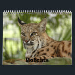 BobcatBCR032, Bobcats Calendar<br><div class="desc">These calendars have photos of the Bobcats that live at Big Cat Rescue in Tampa, Florida. These calendars come is several various styles and colors. So just pick one then choose customize and then choose the style and color and size you want. Your purchase of these big cat calendars not...</div>