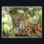 BobcatBCR032, Bobcats Calendar<br><div class="desc">These calendars have photos of the Bobcats that live at Big Cat Rescue in Tampa, Florida. These calendars come is several various styles and colors. So just pick one then choose customize and then choose the style and color and size you want. Your purchase of these big cat calendars not...</div>