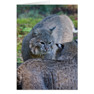 Bobcat Cards | Zazzle