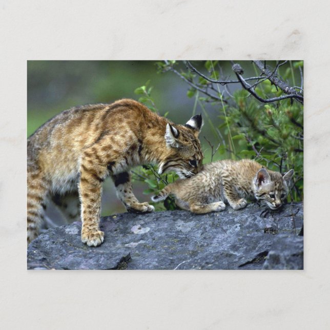 Bobcats-summer-mom with small kitten postcard (Front)