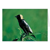 Bobolink (Front Horizontal)