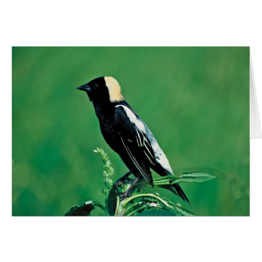 Bobolink Cards (Front Horizontal)