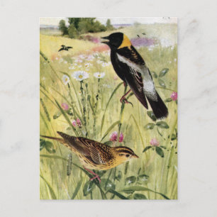 Bobolinks, Daisies and Pink Clover Postcard