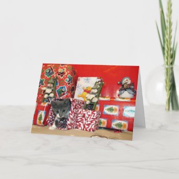 Bob's Christmas Gifts - Cat / Kitten Christmas Holiday Card