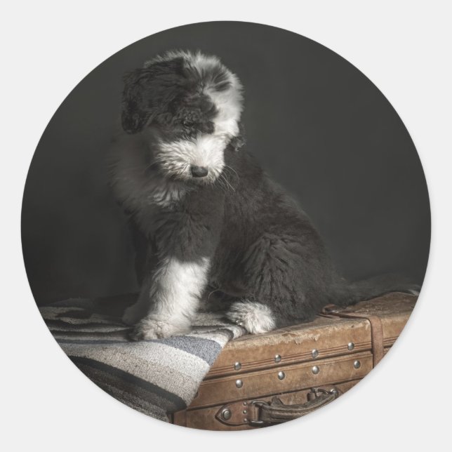 Bobtail puppy portrait in studio classic round sticker (Front)