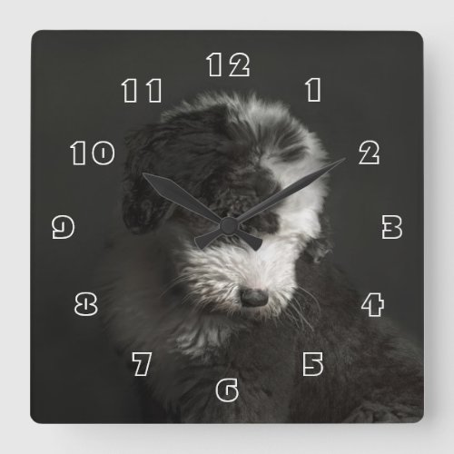 Bobtail puppy portrait in studio square wall clock