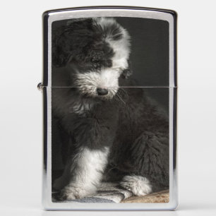 Bobtail puppy portrait in studio zippo lighter