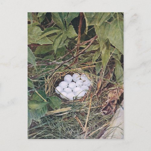 Bobwhite Nest Full of Eggs Postcard