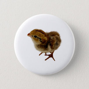 Bobwhite Quail Chick Button
