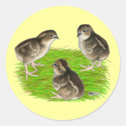 Bobwhite Quail Chicks Classic Round Sticker