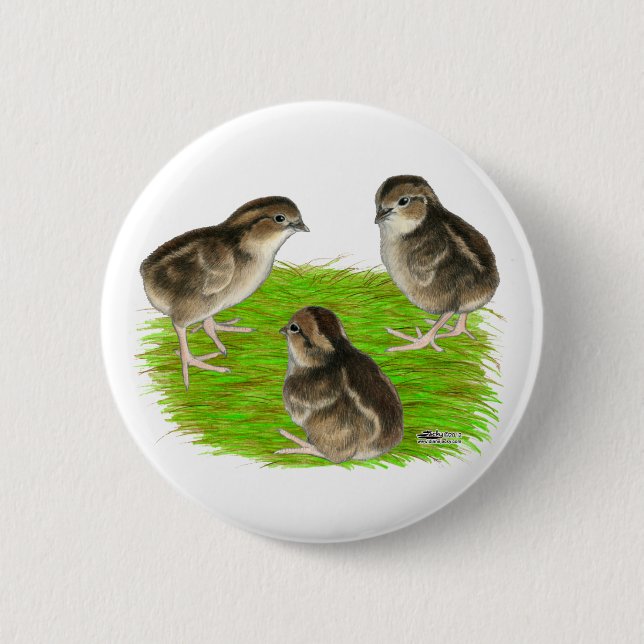 Bobwhite Quail Chicks Pinback Button (Front)