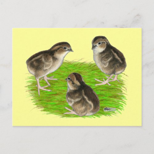 Bobwhite Quail Chicks Postcard