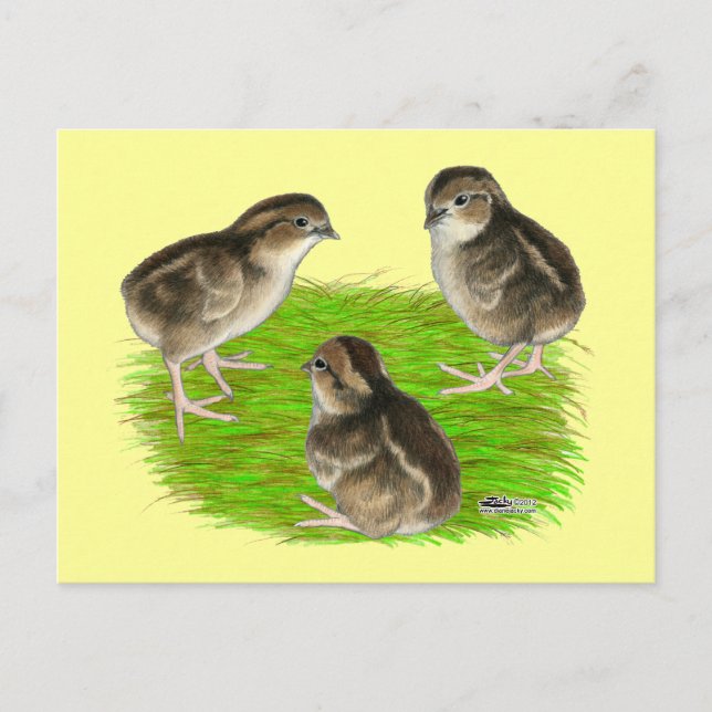 Bobwhite Quail Chicks Postcard (Front)