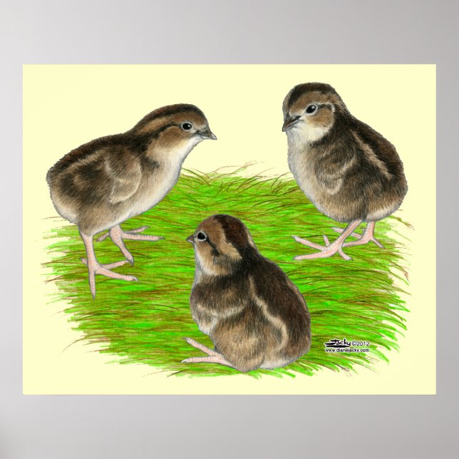 Bobwhite Quail Chicks Poster (Front)