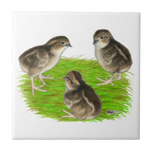 Bobwhite Quail Chicks Tile