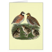 Bobwhite Quail Family (Front)