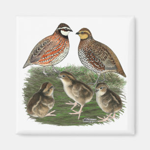 Bobwhite Quail Family Magnet