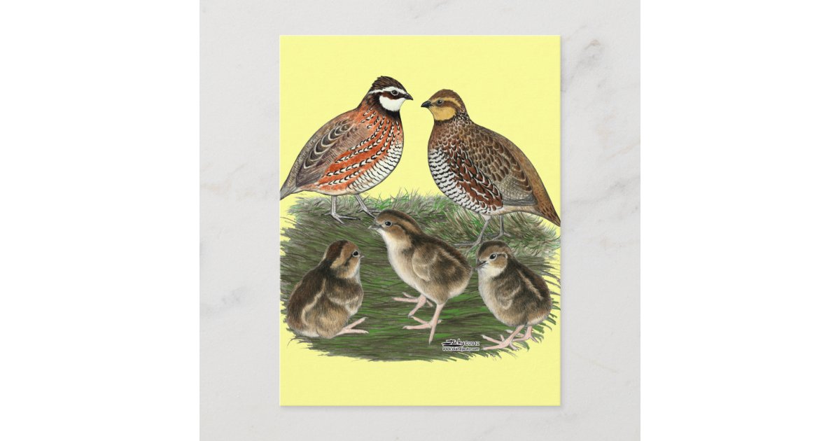 quail family drawing