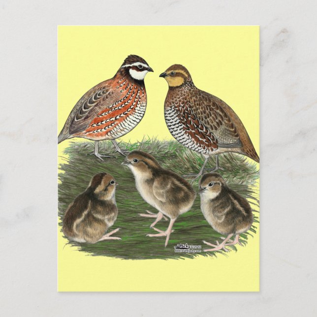Bobwhite Quail Family Postcard (Front)