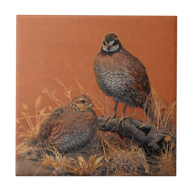 Bobwhite Quail (Georgia, Missouri and Tennessee) Ceramic Tile (Front)