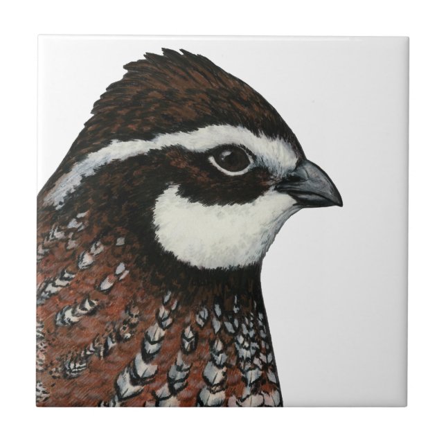 Bobwhite Quail Head Ceramic Tile (Front)