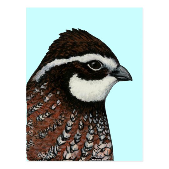 Bobwhite Quail Head Postcard