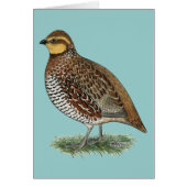 Bobwhite Quail Hen (Front)