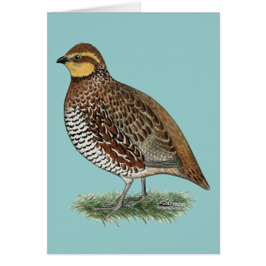 Bobwhite Quail Hen Cards (Front)