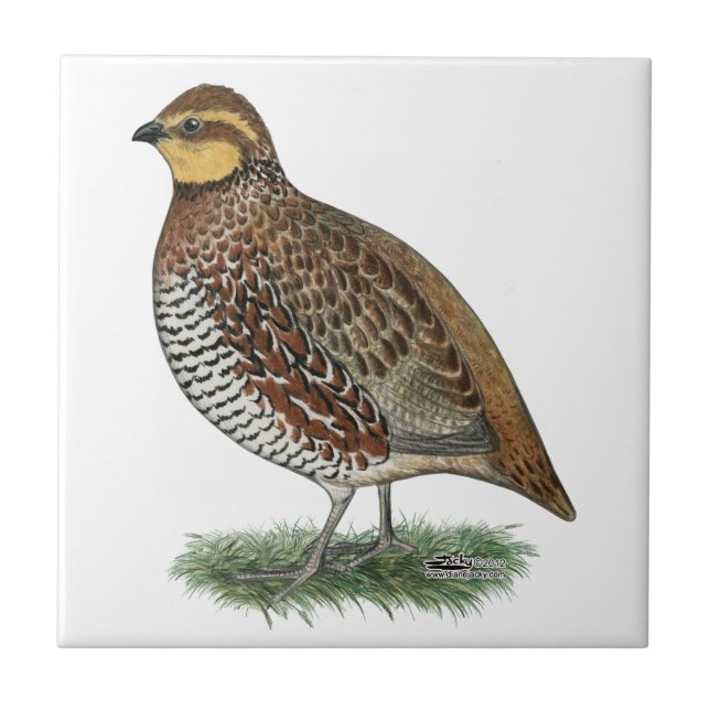 Bobwhite Quail Hen Ceramic Tile (Front)