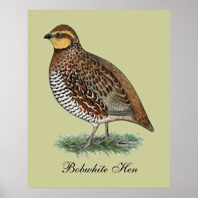 Bobwhite Quail Hen Poster (Front)