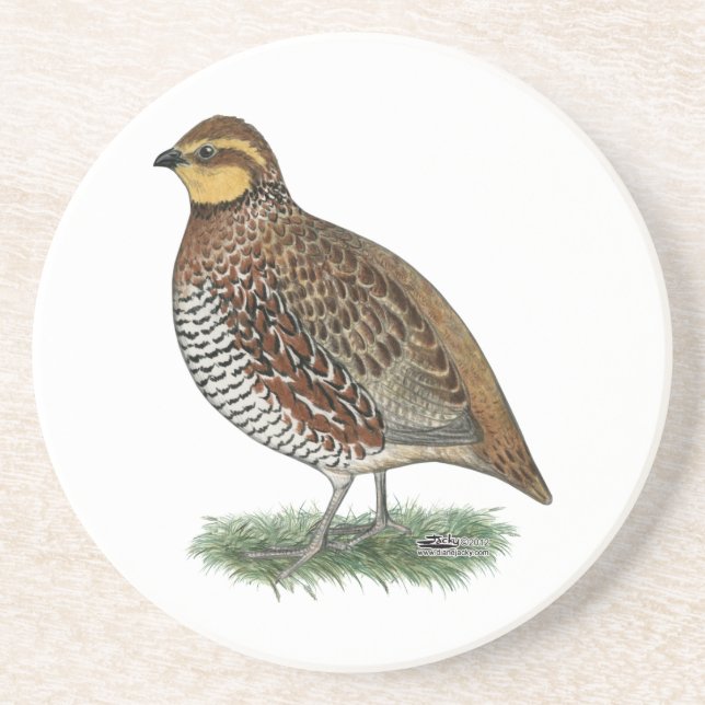 Bobwhite Quail Hen Sandstone Coaster (Front)