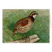 Bobwhite Quail Illustration (Front Horizontal)