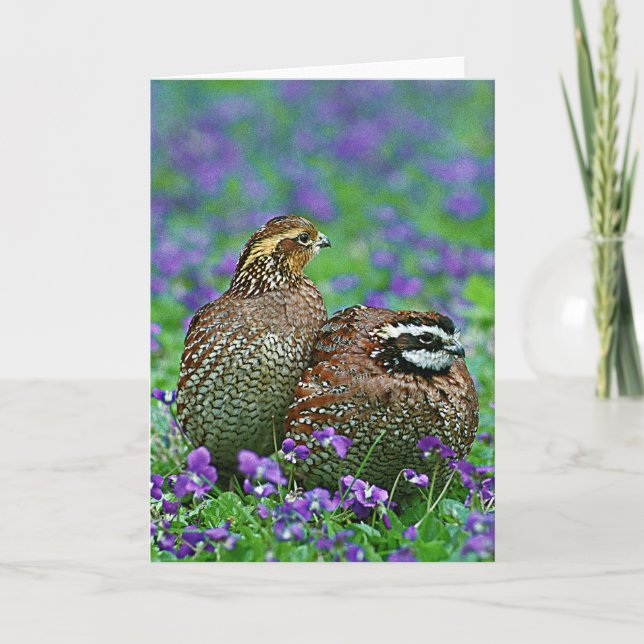 Bobwhite Quail Photograph Card (Front)