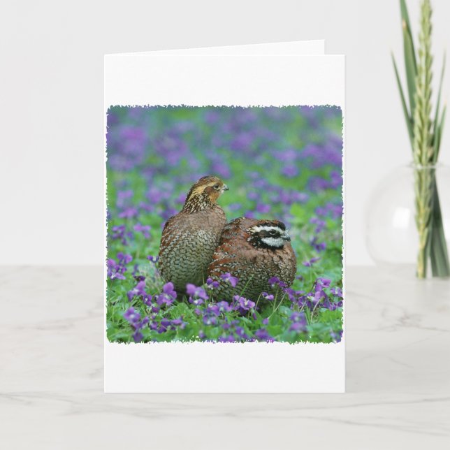 Bobwhite Quail Photography Card (Front)