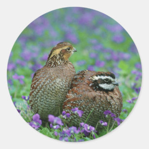 Bobwhite Quail Photography Classic Round Sticker