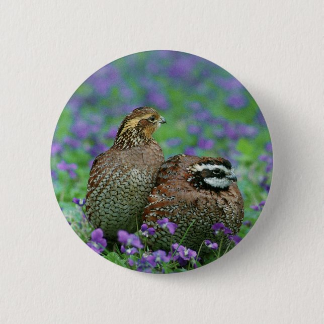 Bobwhite Quail Photography Pinback Button (Front)